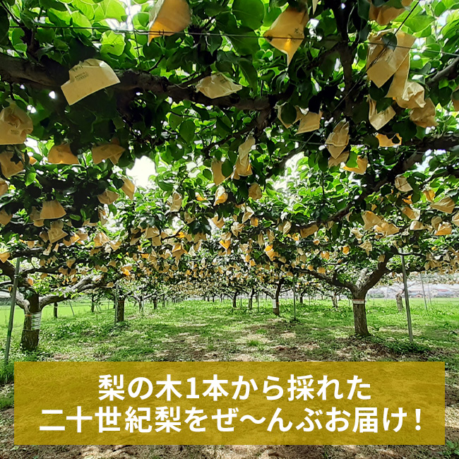 2022冬 野人プロジェクト｜ガイナーレ鳥取オフィシャルサイト